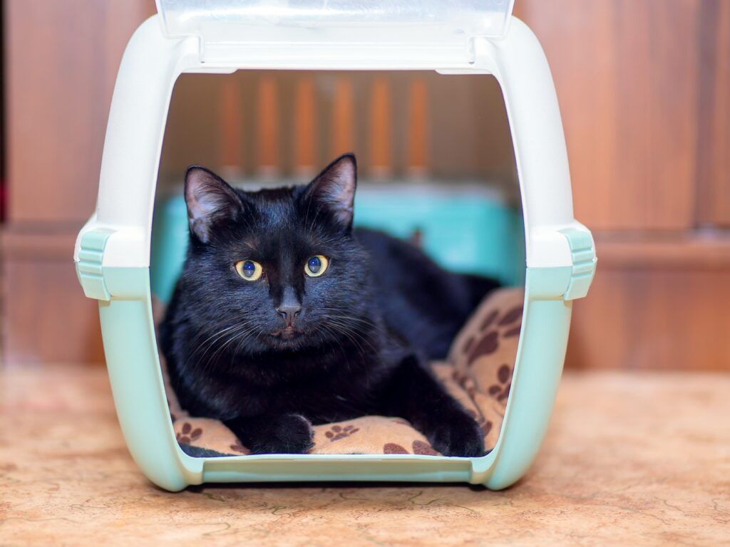Black cat inside traveling pet case