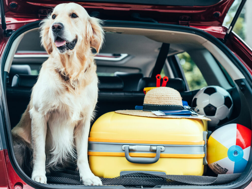 Golden retriever with luggage, ready for a move!